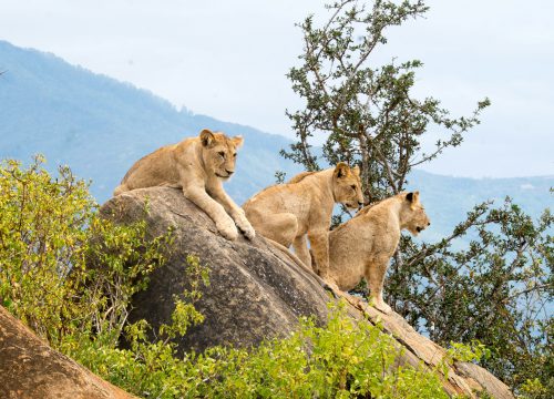 Half-Day Nairobi National Park Group Joining Tour